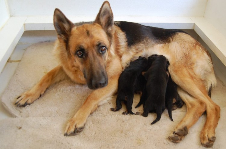 Щенки немецкой овчарки с мамой
