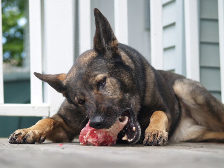 Откормленная немецкая овчарка