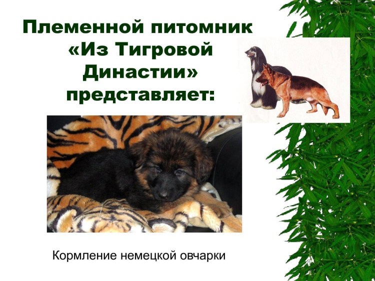 Чем кормить щенка немецкой овчарки