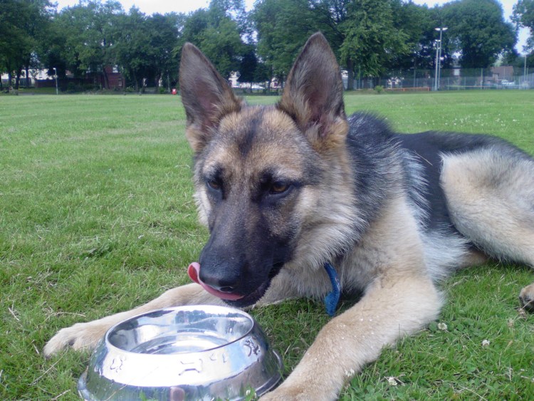 Овчарка кушает