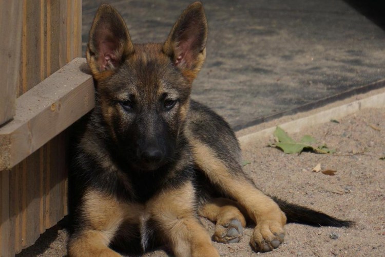 Корм для щенков немецкой овчарки