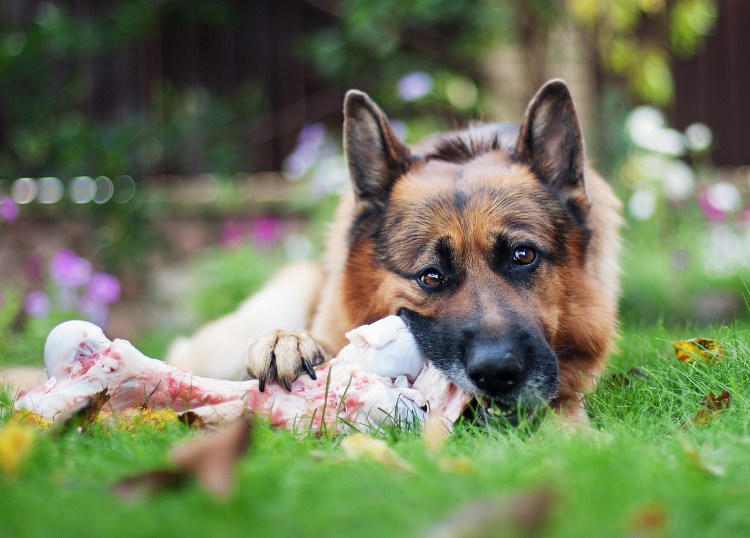 Овчарки и еда