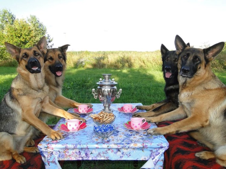 Щенок немецкой овчарки 2 месяца