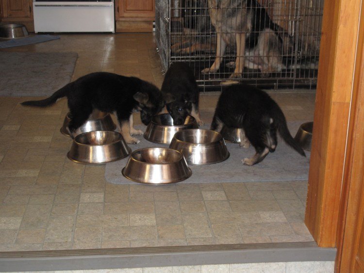 Миски для собак немецкой овчарки