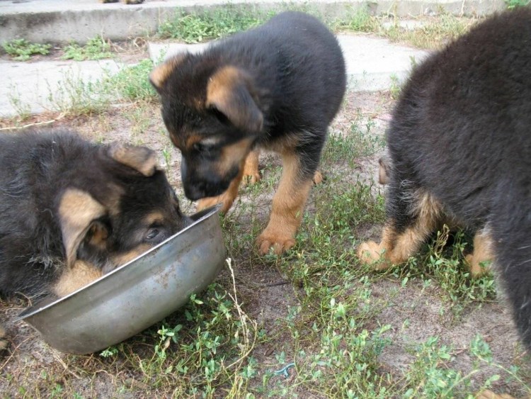 Подкорм щенок немецкой овчарки