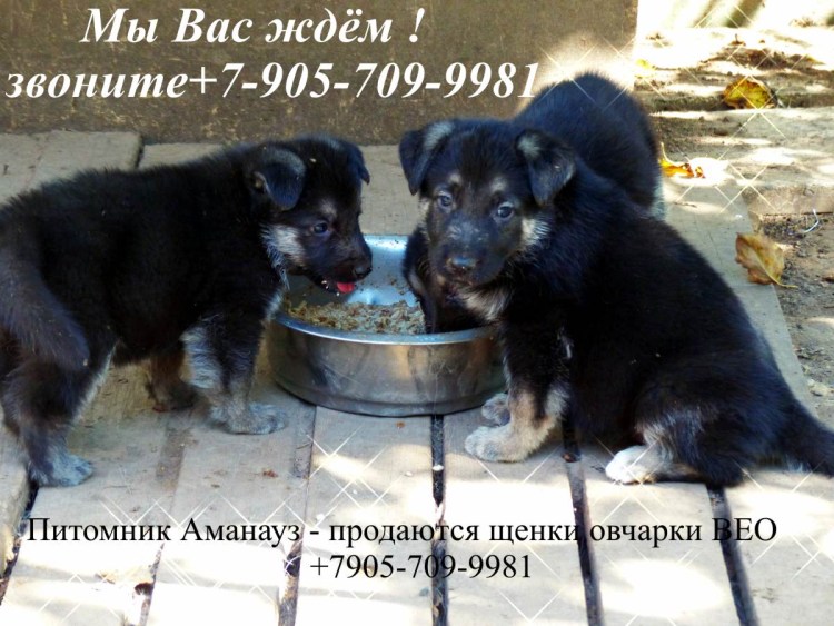 Щенок ВЕО 3 месяца кормление