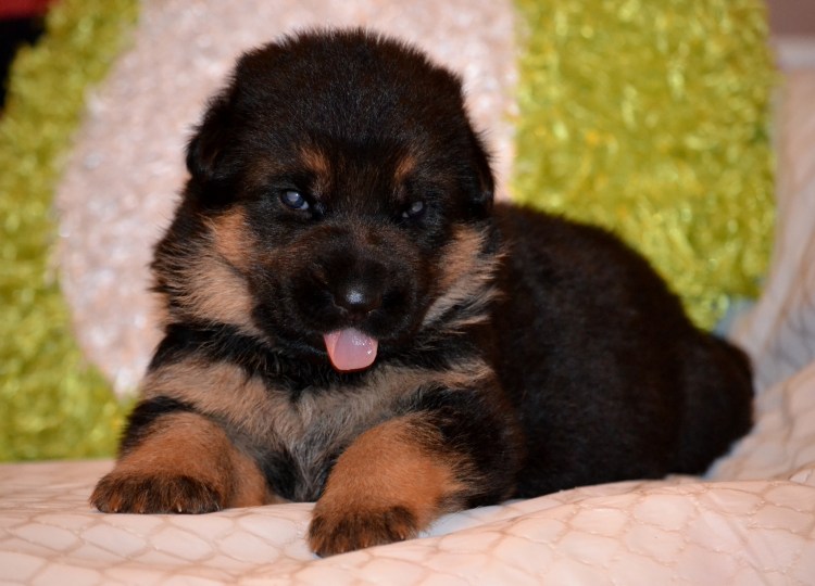 Кавказская овчарка новорождённые щенки