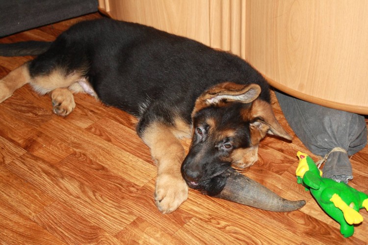 Подкорм щенок немецкой овчарки