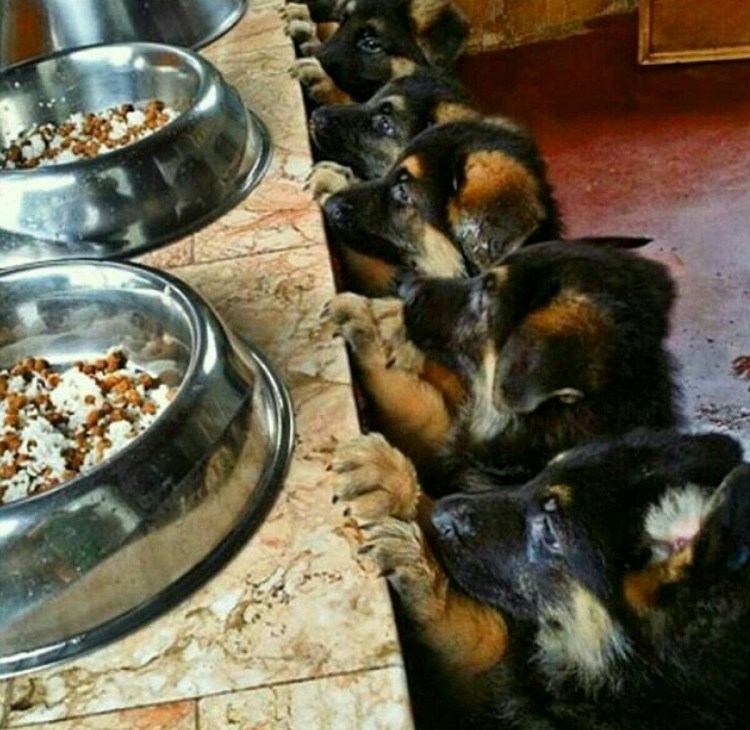 Кормление щенка немецкой овчарки