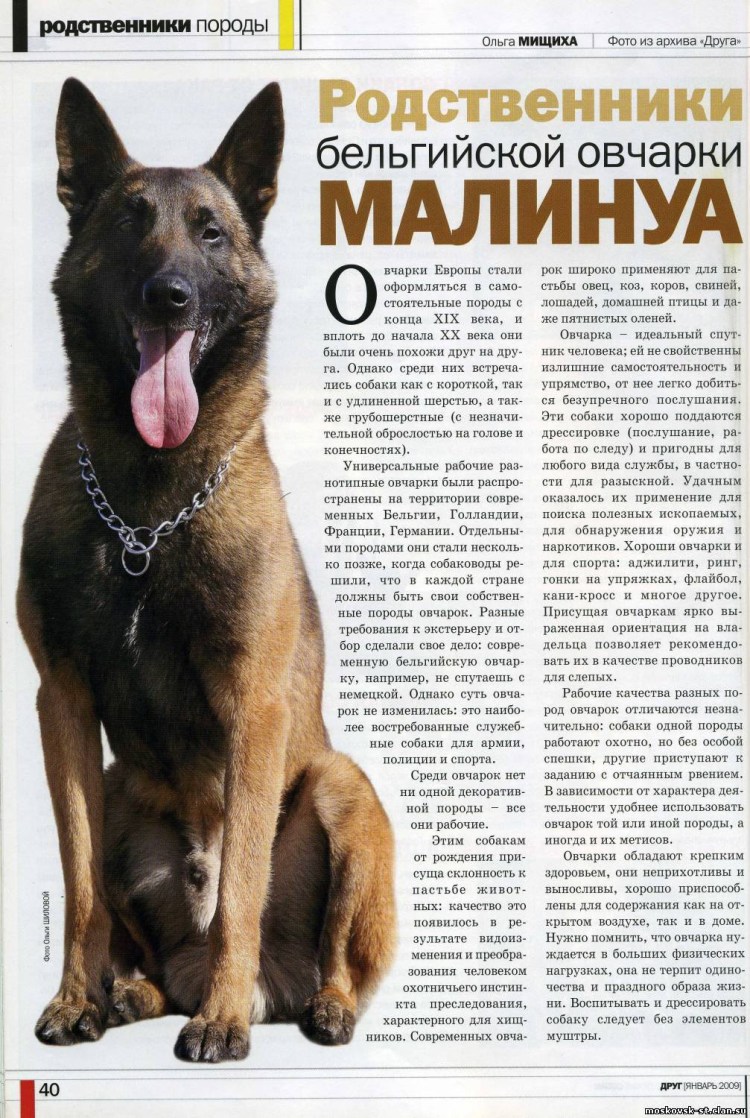 Породы овчарок в таблице