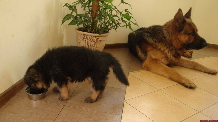 Щенок 5 месяцев немецкая овчарка кушает