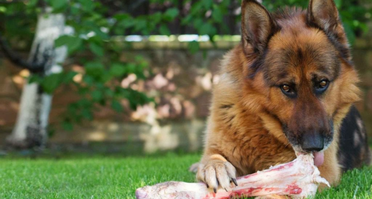 Собака есть немецкая овчарка