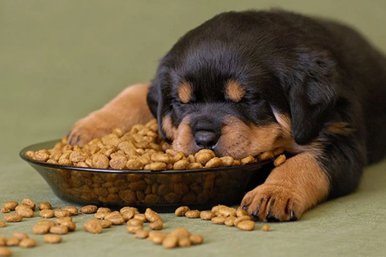 Немецкая овчарка отказывается от еды