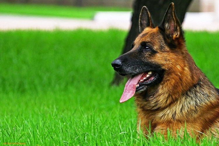 Щенок кушает