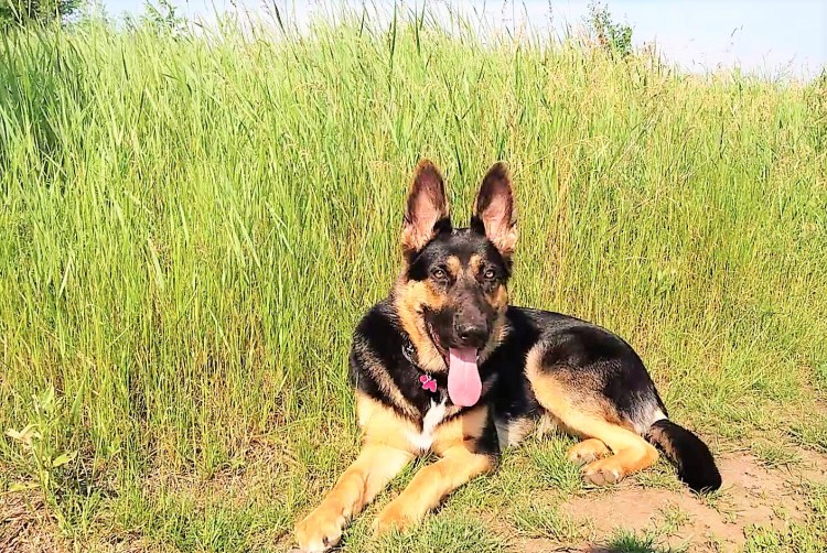 Щенок немецкой овчарки 8 месяцев