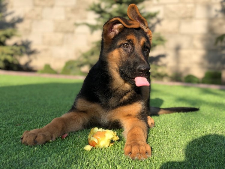 Собака и фрукты