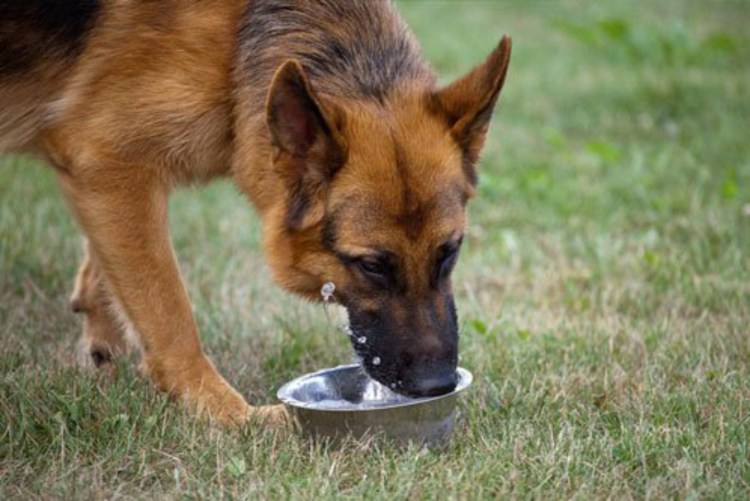 Миска для овчарки