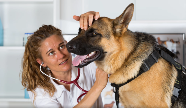 Кормление собак кашами