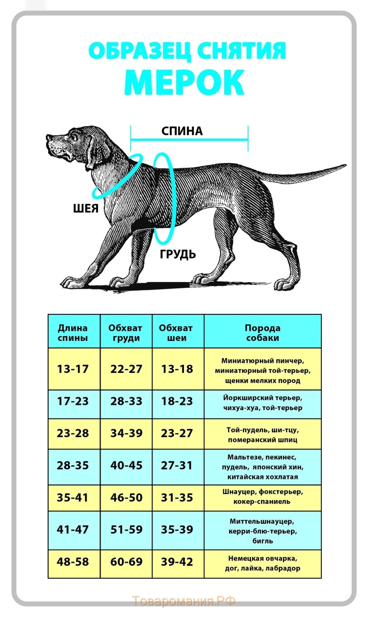 Щенок Джек Рассел кормление таблица
