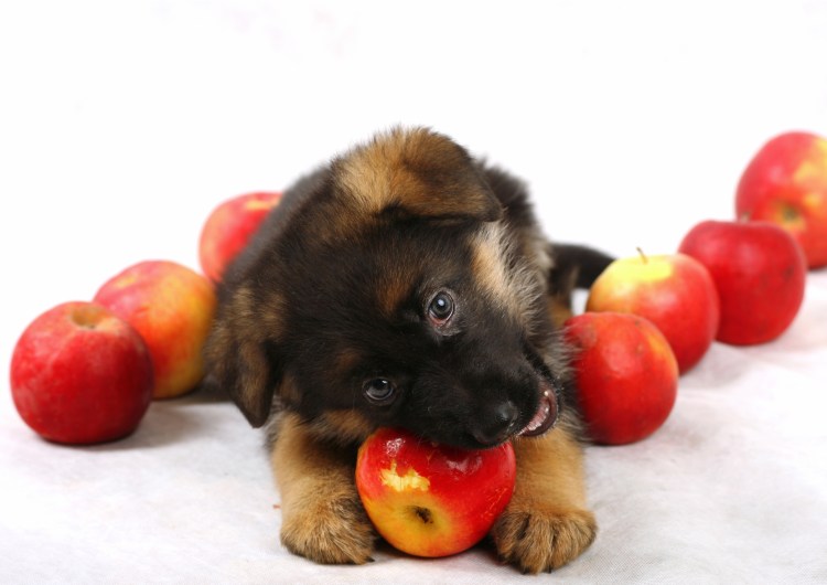 Кормить собаку