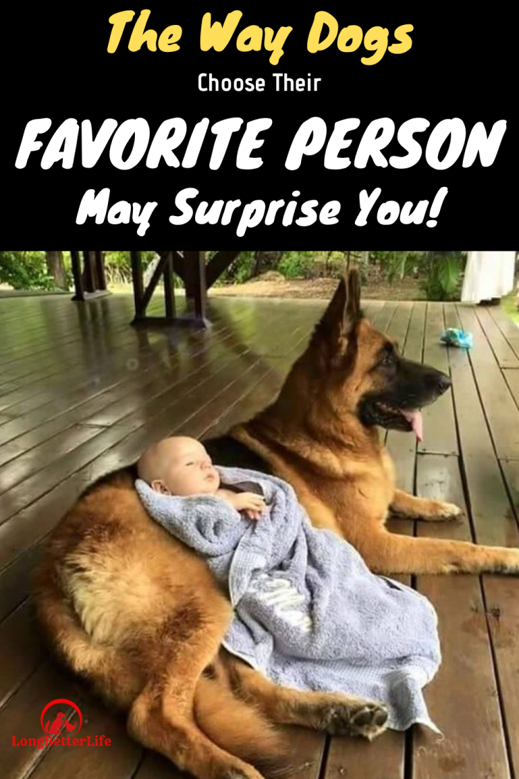 Домашние животные для детей