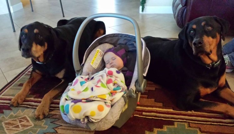 Памятка по обращению с домашними животными