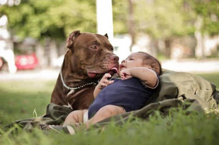 Немецкая овчарка сlдетьми