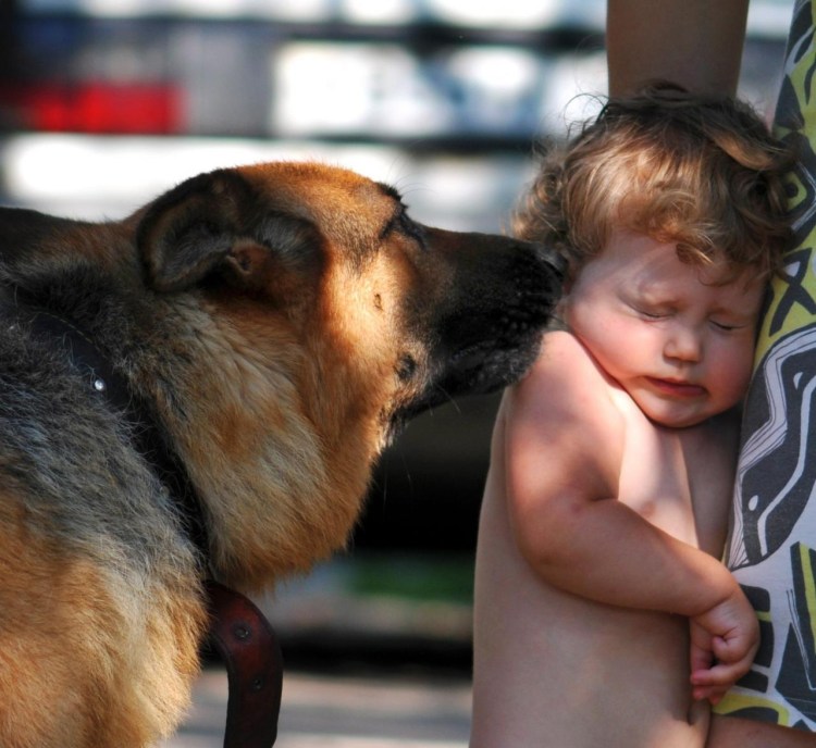 Стаффордширский терьер нянька