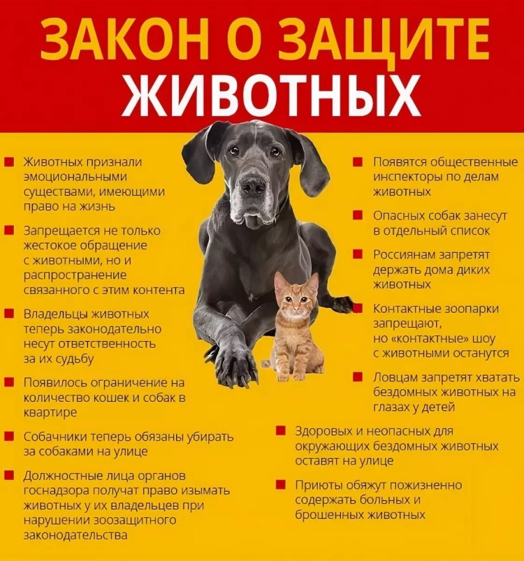 Бездомная собака с щенками