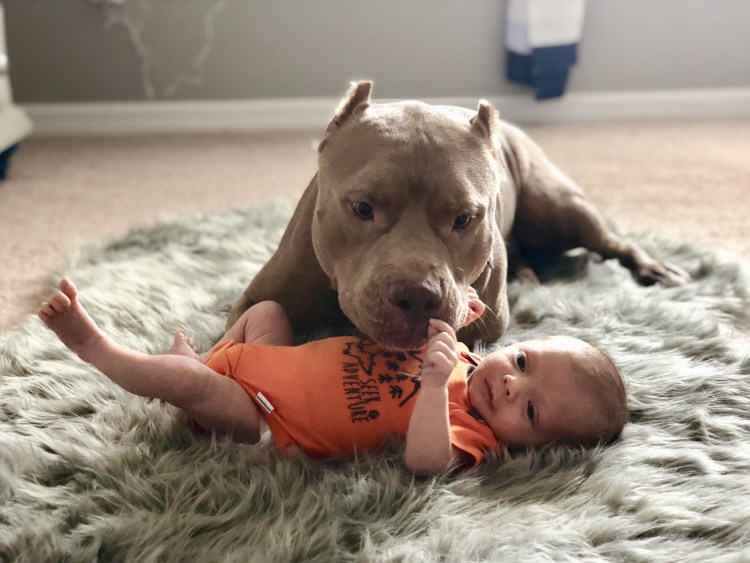 Бездомные животные