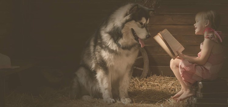 Леонбергер и ньюфаундленд