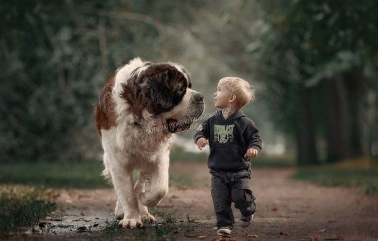 Питбуль собака нянька