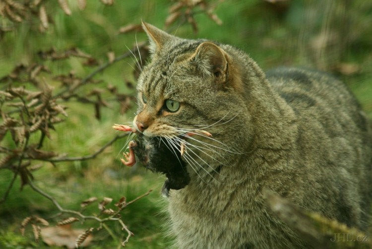 Шотландский дикий Лесной кот