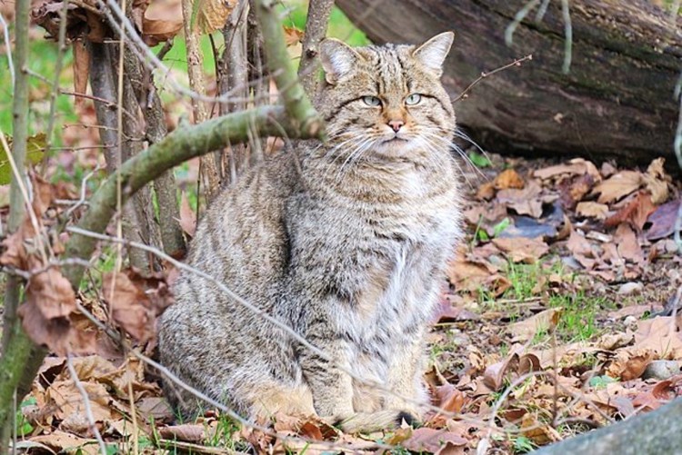 Лесная кошка (Felis Silvestris)