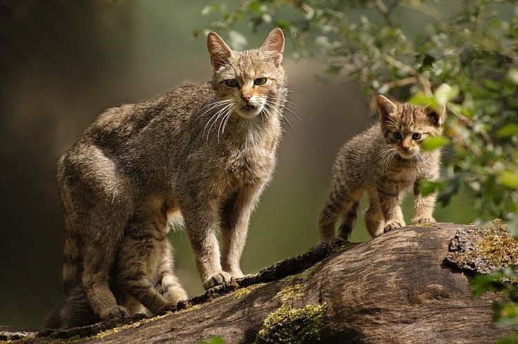 Европейский дикий Лесной кот