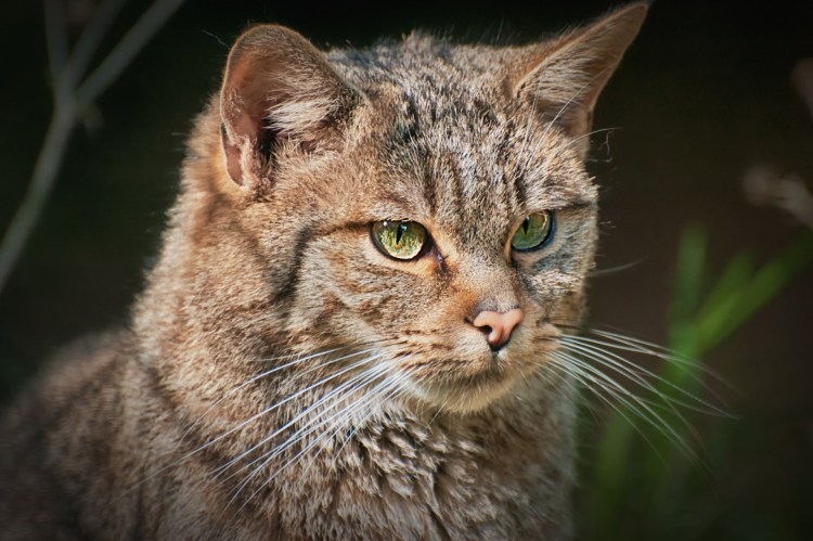 Лесной кот, Дикая Лесная европейская кошка
