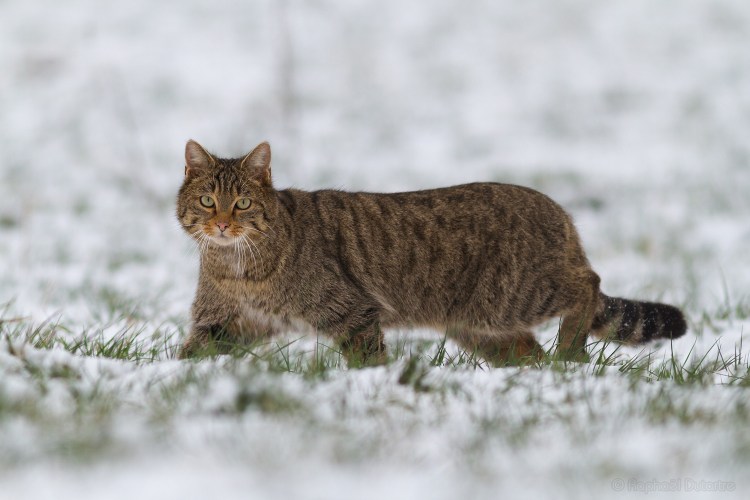 Кавказская Лесная кошка Felis Silvestris Caucasica