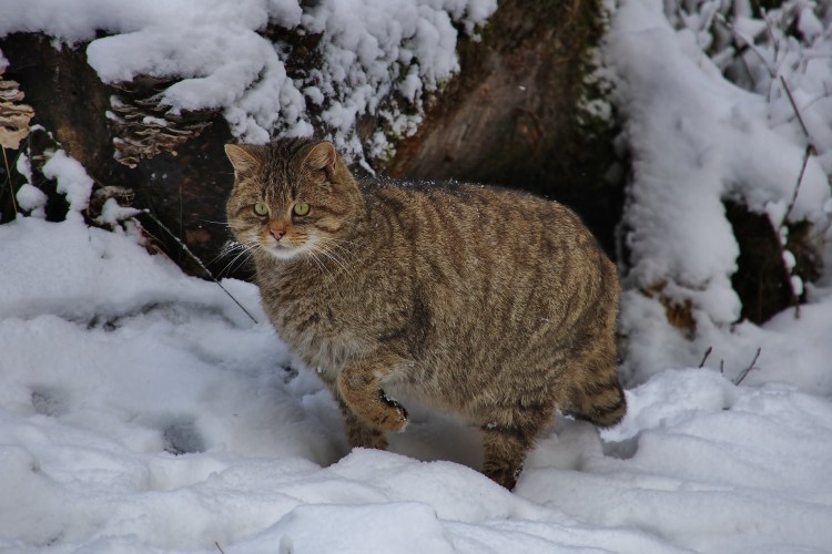 Дальневосточный Лесной кот, фазан