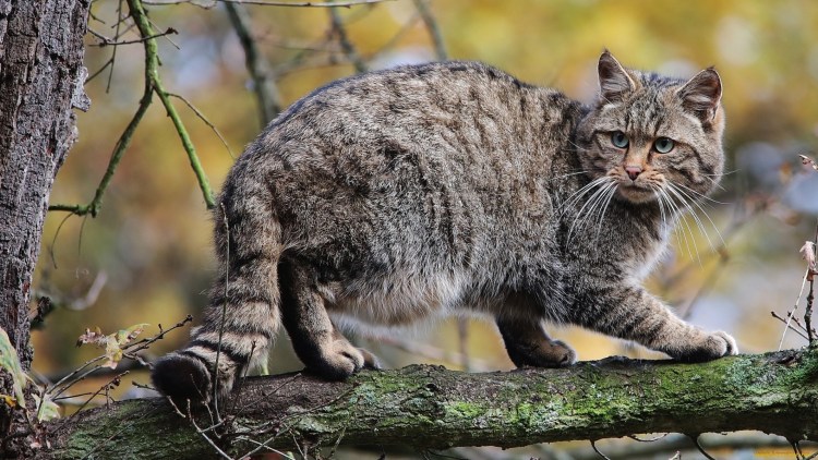 Дикий Лесной кот