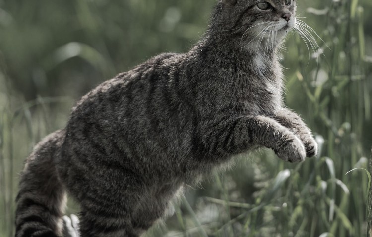 Дикая Лесная кошка