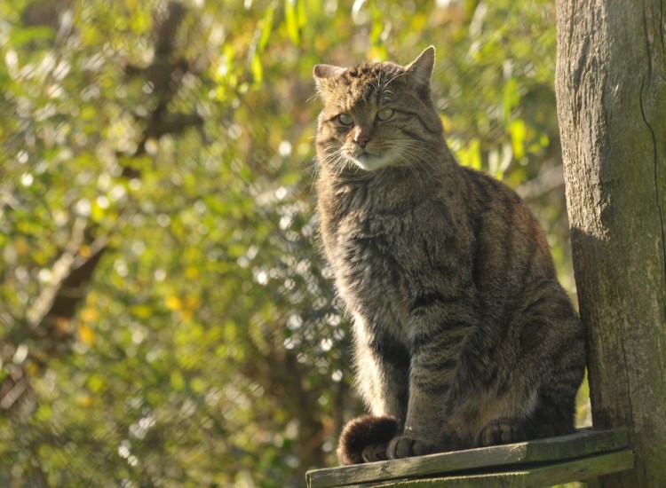 Кавказский дикий Лесной кот