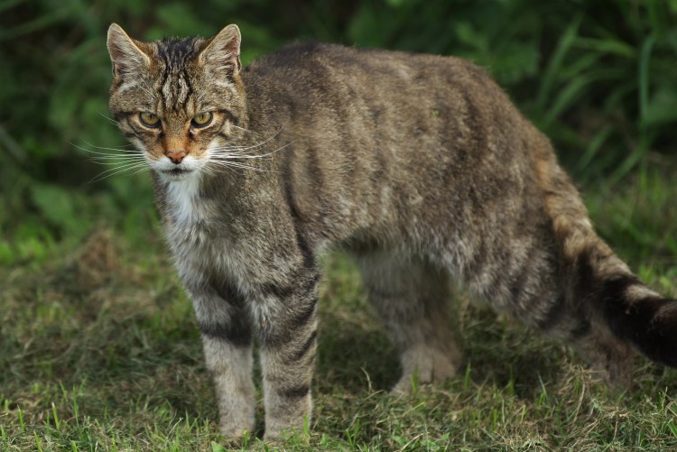 Лесная кошка (Felis Silvestris)