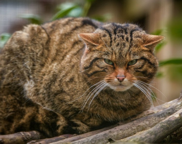 Кавказская Лесная кошка Felis Silvestris Caucasica