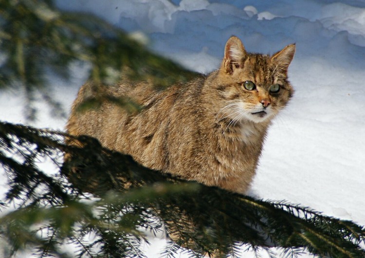 Тебердинский заповедник Кавказская Лесная кошка