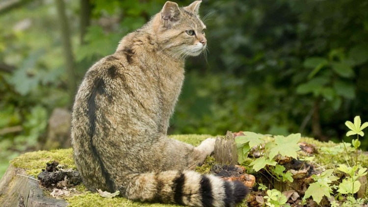 Кавказская Лесная кошка Felis Silvestris Caucasica