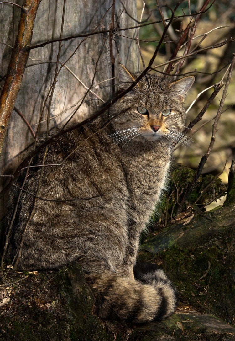 Кавказская Лесная кошка Felis Silvestris Caucasica
