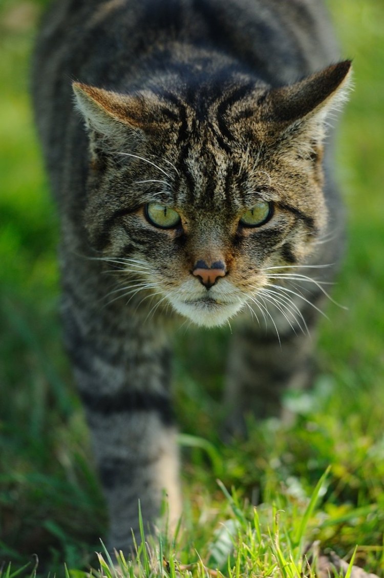 Дикая Лесная кошка