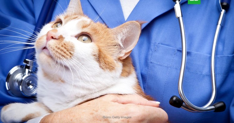 Кот в ветклинике