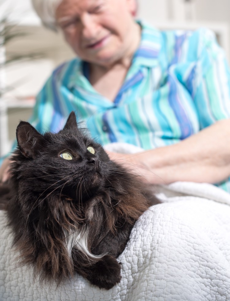 Анималотерапия кошки