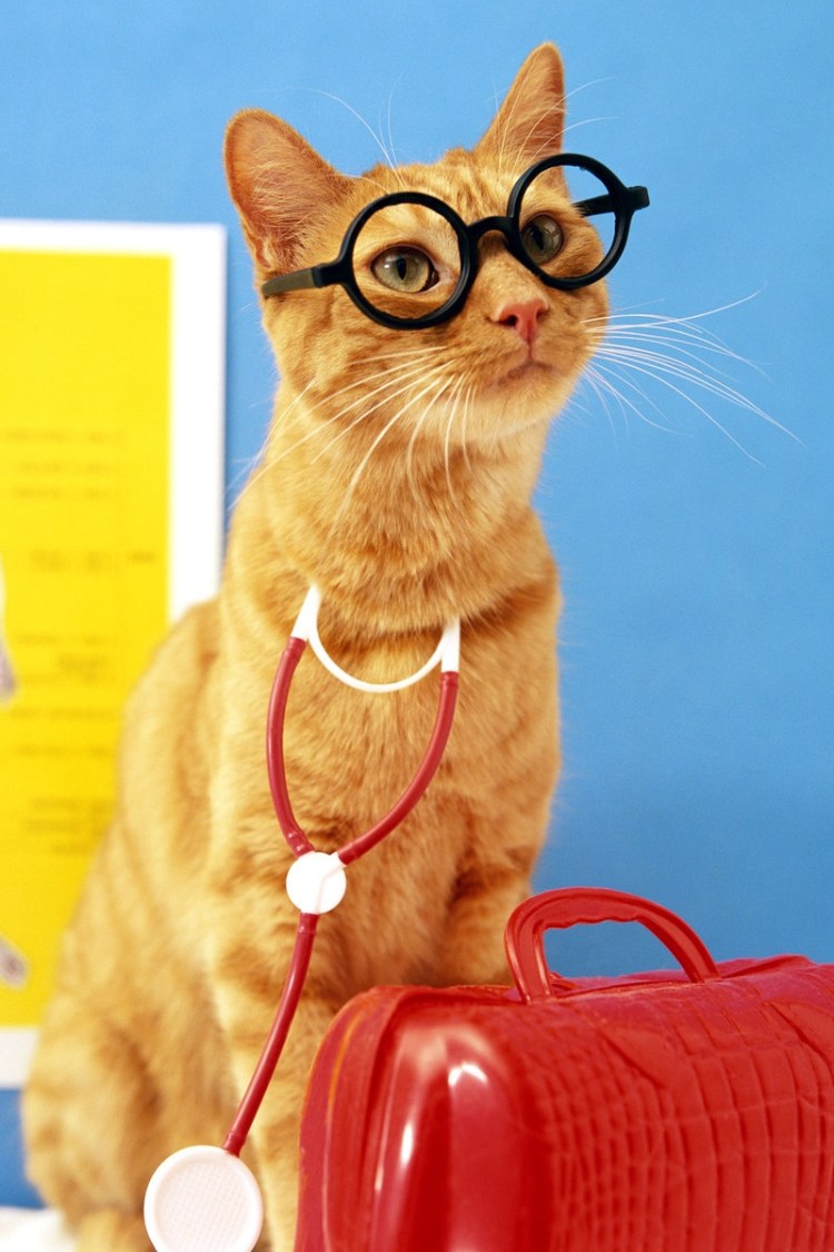 Рыжий кот в очках